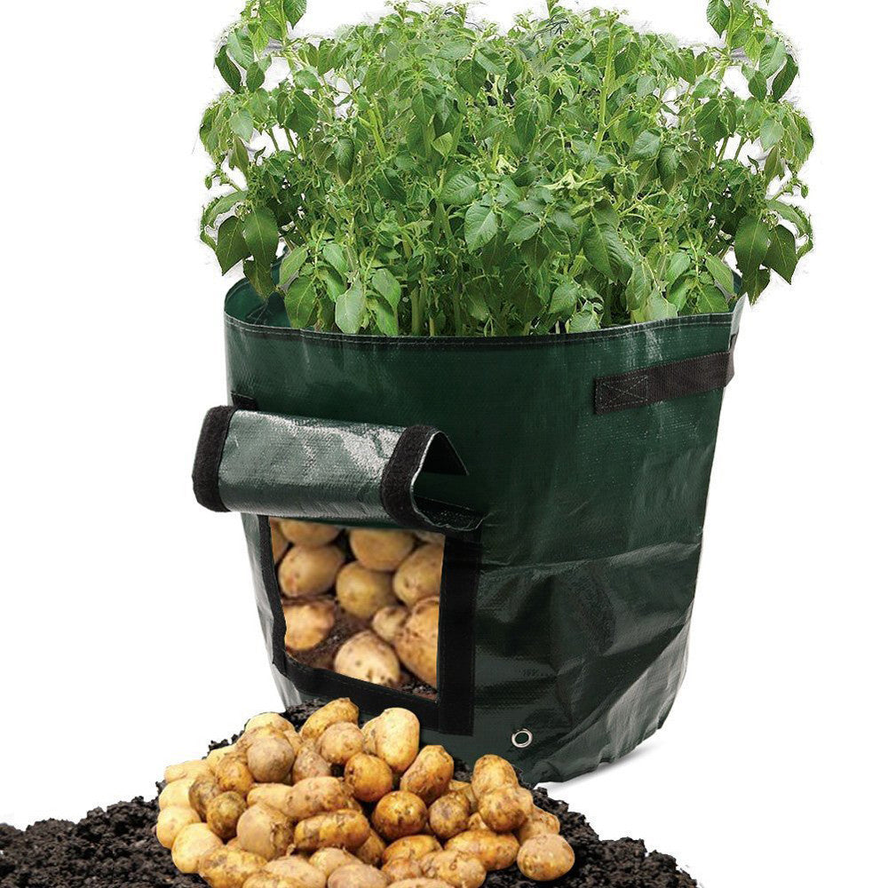Potato grow bag with plants and harvested potatoes on a white background