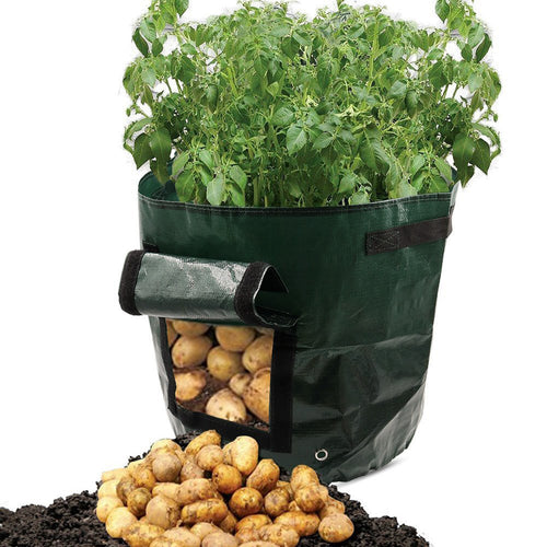 Potato grow bag with plants and harvested potatoes on a white background