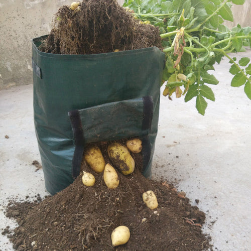 Green fabric potato grow bag with potatoes emerging on a concrete surface.